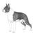 Boston Terriers-140319424751