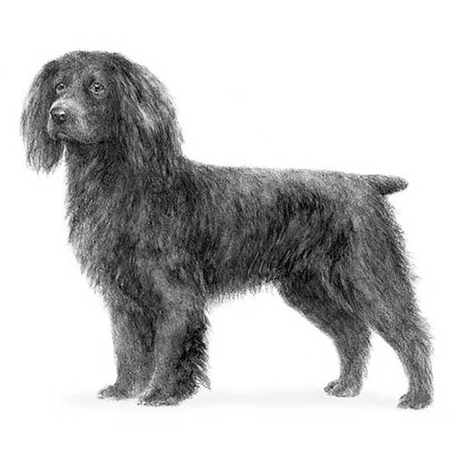Boykin Spaniels-140327911663