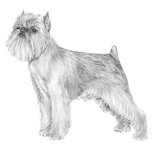 Brussels Griffons-140322111727