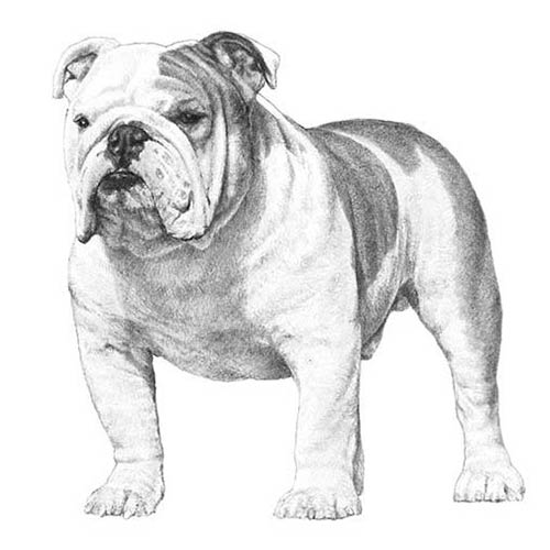 Bulldogs-140318605551