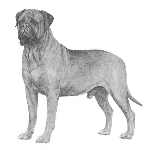 Bullmastiffs-140320768239
