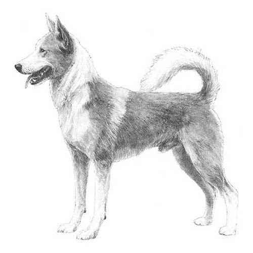 Canaan Dogs-140325945583
