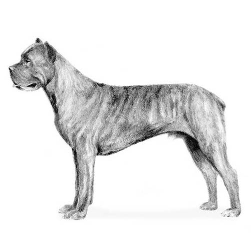 Cane Corso-140319555823