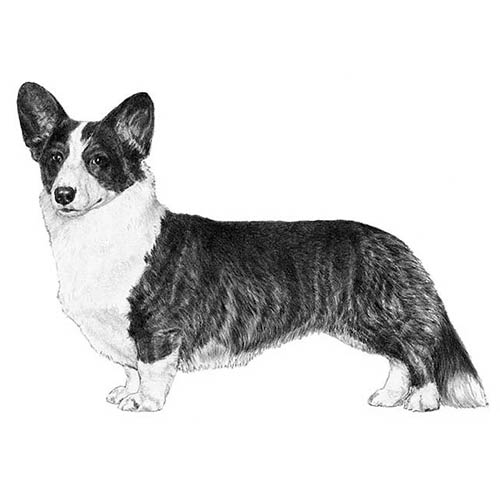 Cardigan Welsh Corgis-140321128687