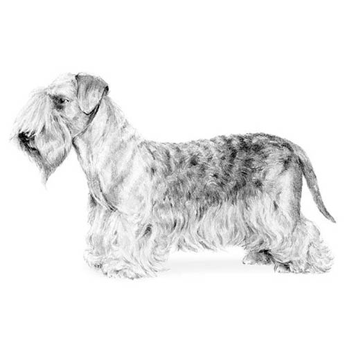 Cesky Terriers-140326174959