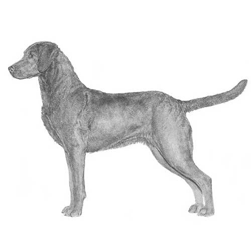 Chesapeake Bay Retrievers-140327813359
