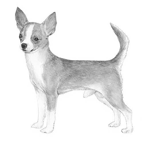 Chihuahuas-140319916271