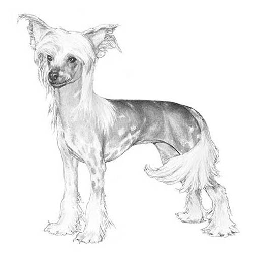 Chinese Crested-140321685743