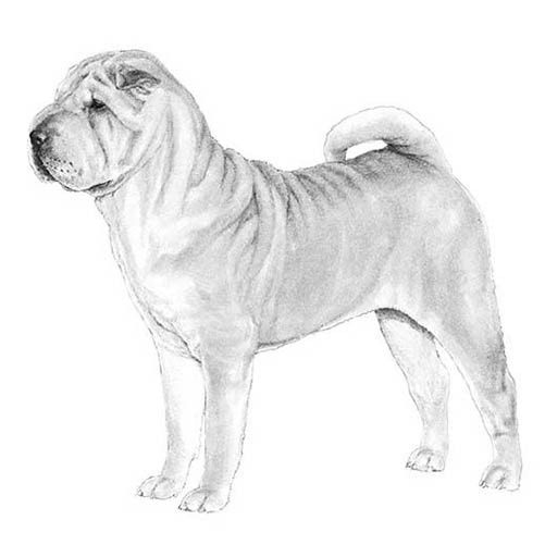 Chinese Shar-Pei-140320964847