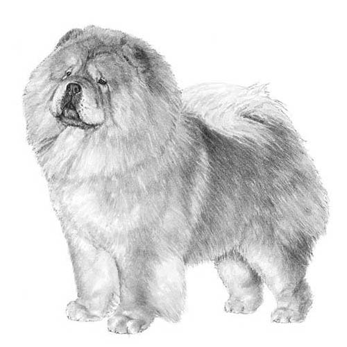Chow Chows-140321915119