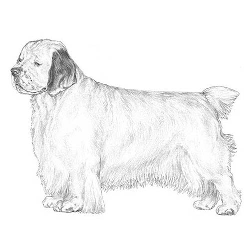 Clumber Spaniels-140328239343