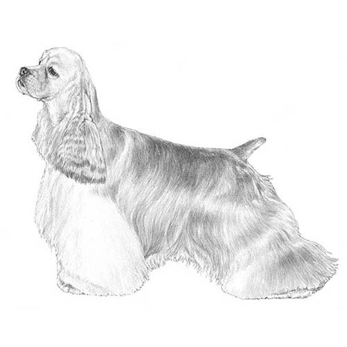 Cocker Spaniels-140327747823