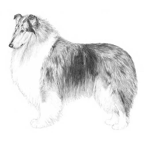 Collies-140320145647