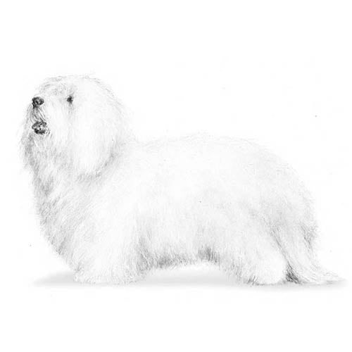 Coton de Tulear-140321751279