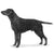 Retrievers (Curly-Coated)-140328304879