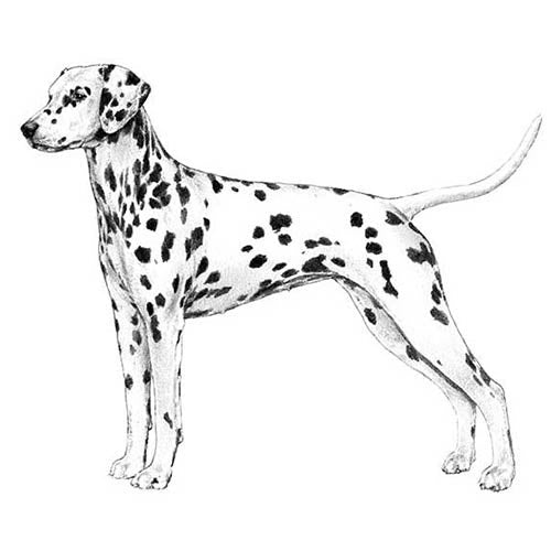 Dalmatians-140320604399