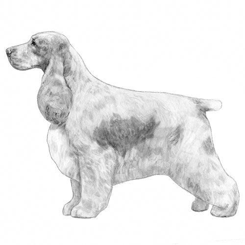 English Cocker Spaniels-140327780591