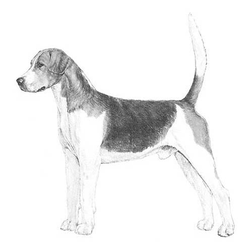 English Foxhounds-140326306031