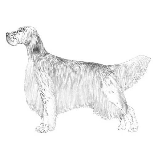 English Setters-140327977199