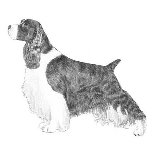 English Springer Spaniels-140327715055