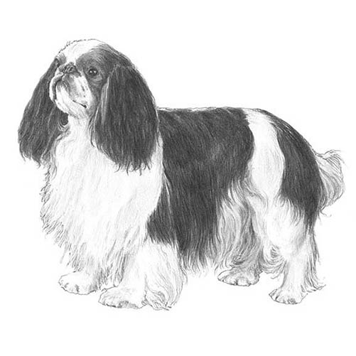 English Toy Spaniels-140324241647