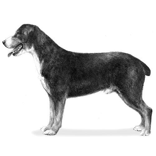 Entlebucher Mountain Dogs-140324765935