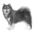 Finnish Lapphunds-140325191919