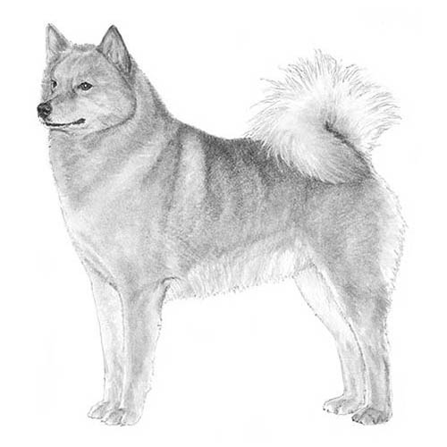 Finnish Spitz-140326043887