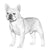 French Bulldogs-140318507247