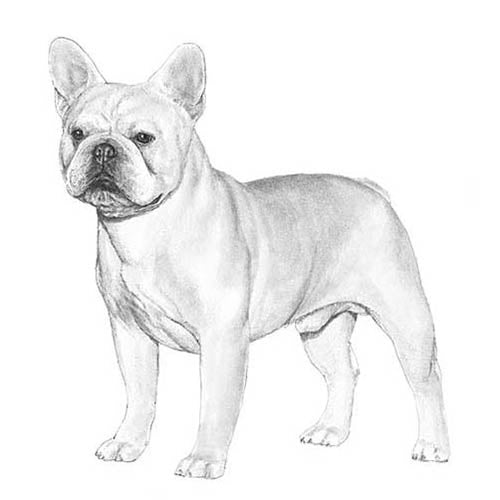 French Bulldogs-140318507247