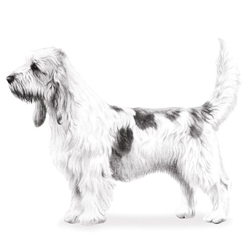 Grand Basset Griffon Vendeens-140326076655