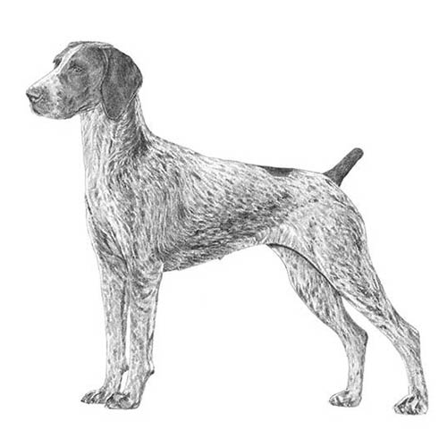 German Shorthaired Pointers-140327682287