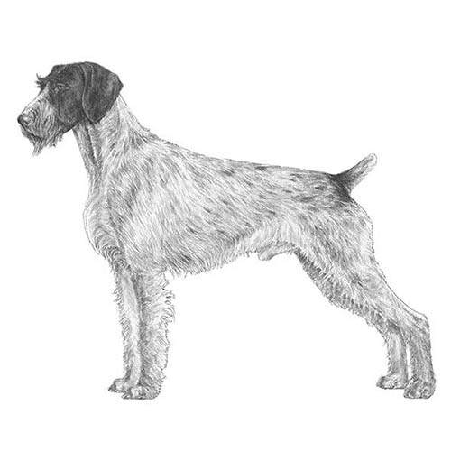 German Wirehaired Pointers-140327846127