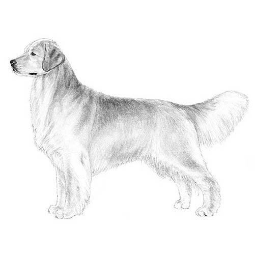 Golden Retrievers-140327649519