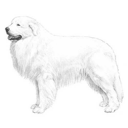 Great Pyrenees-140321325295