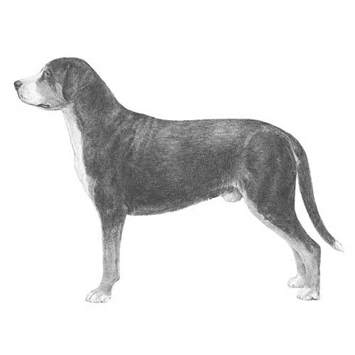 Greater Swiss Mountain Dogs-140321554671