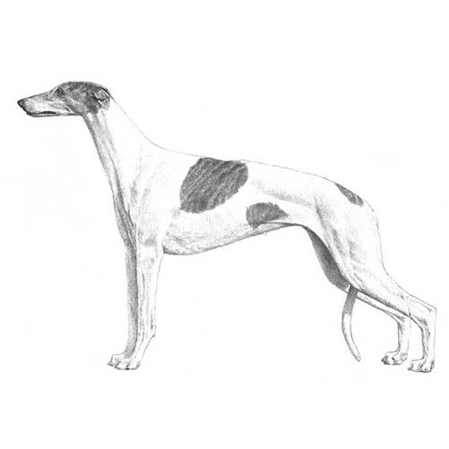 Greyhounds-140324438255