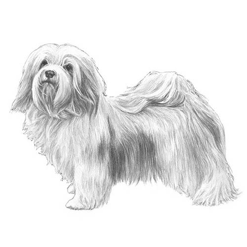 Havanese-140319523055