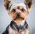 Yorkshire Terrier-140232229103