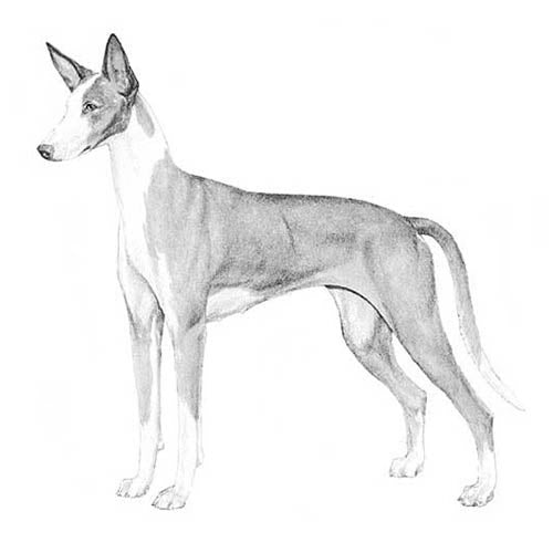 Ibizan Hounds-140325486831