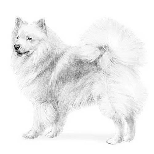 Icelandic Sheepdogs-140324831471