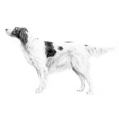 Irish Red And White Setters-140328403183
