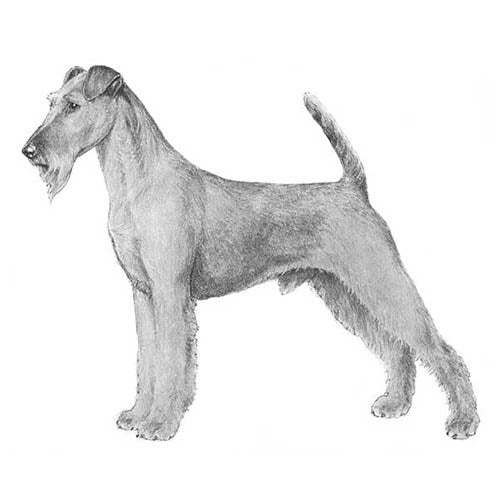Irish Terriers-140323389679