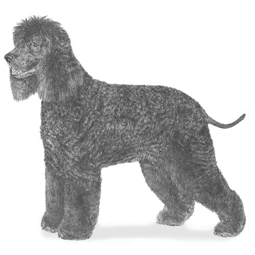 Irish Water Spaniels-140328468719