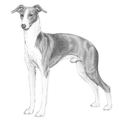Italian Greyhounds-140321259759