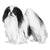 Japanese Chin-140323061999