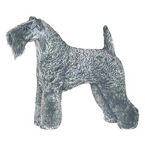 Kerry Blue Terriers-140324012271
