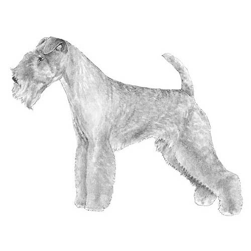 Lakeland Terriers-140324176111