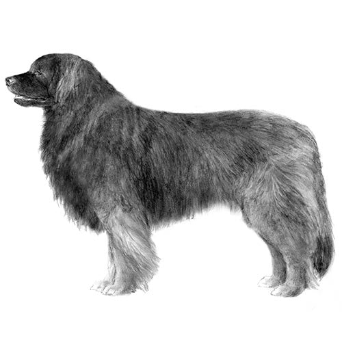 Leonbergers-140322537711