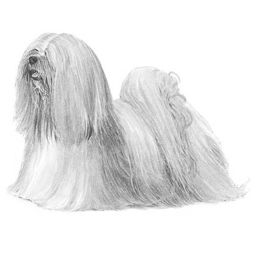 Lhasa Apsos-140321652975